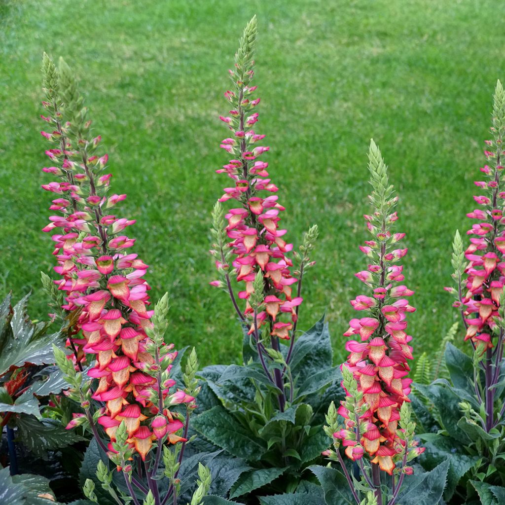 Digitalis Illumination Flame - Digital