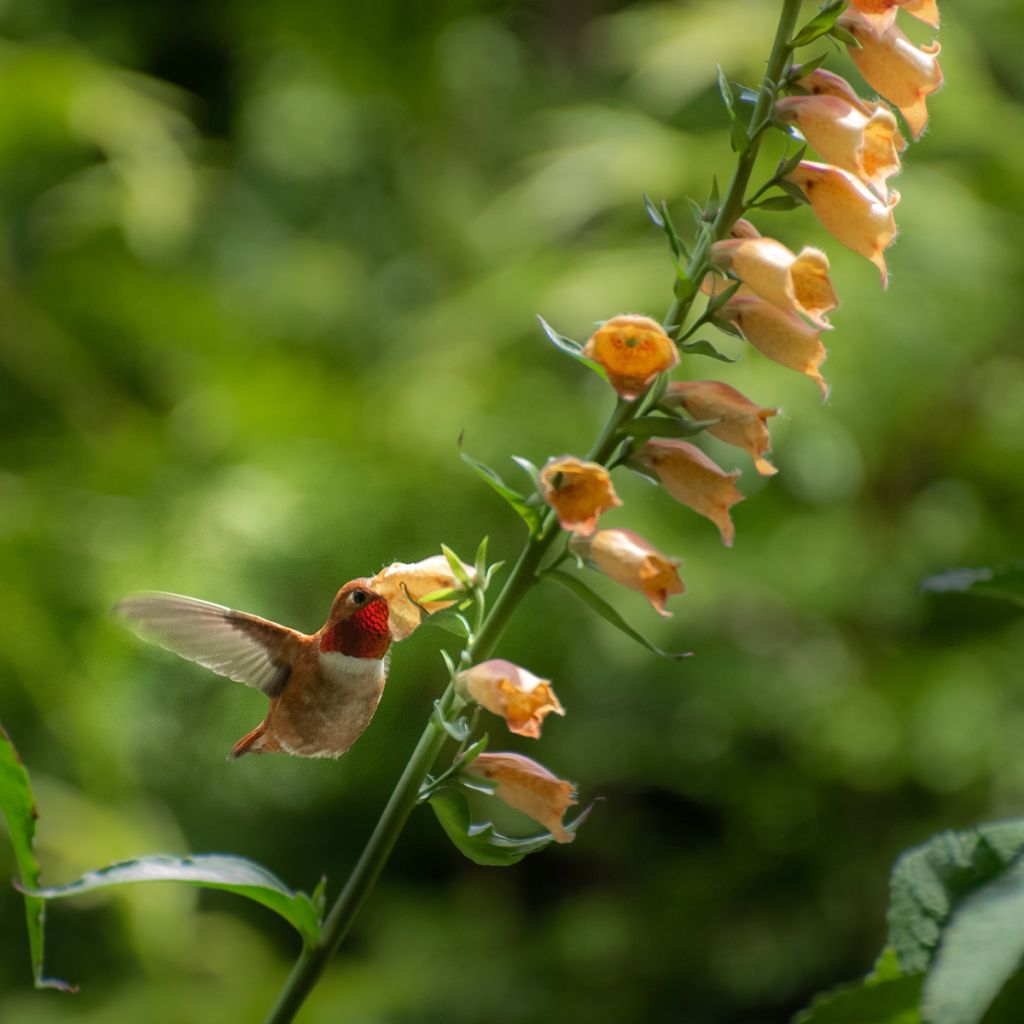 Digitalis Goldcrest - Digital