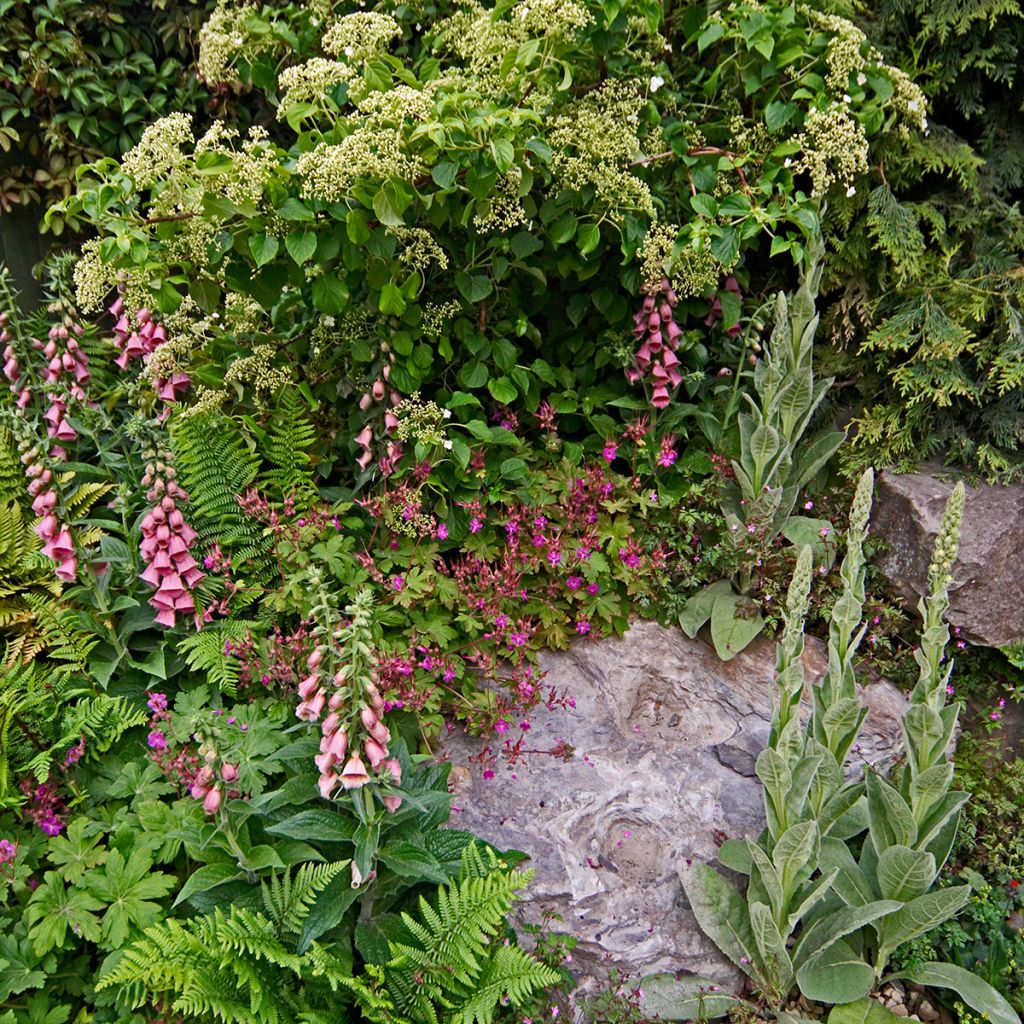 Digitalis mertonensis - Dedalera