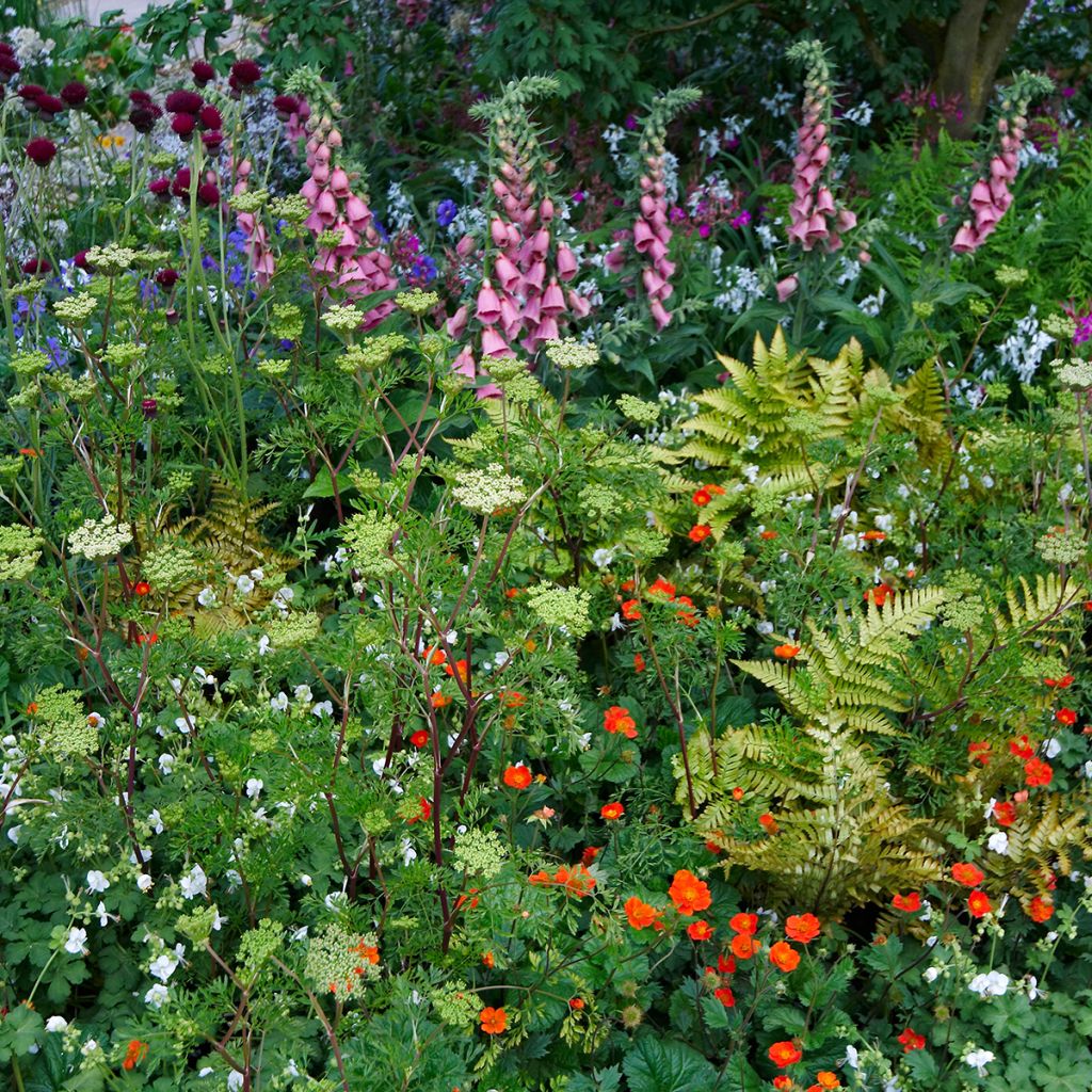 Digitalis mertonensis - Dedalera