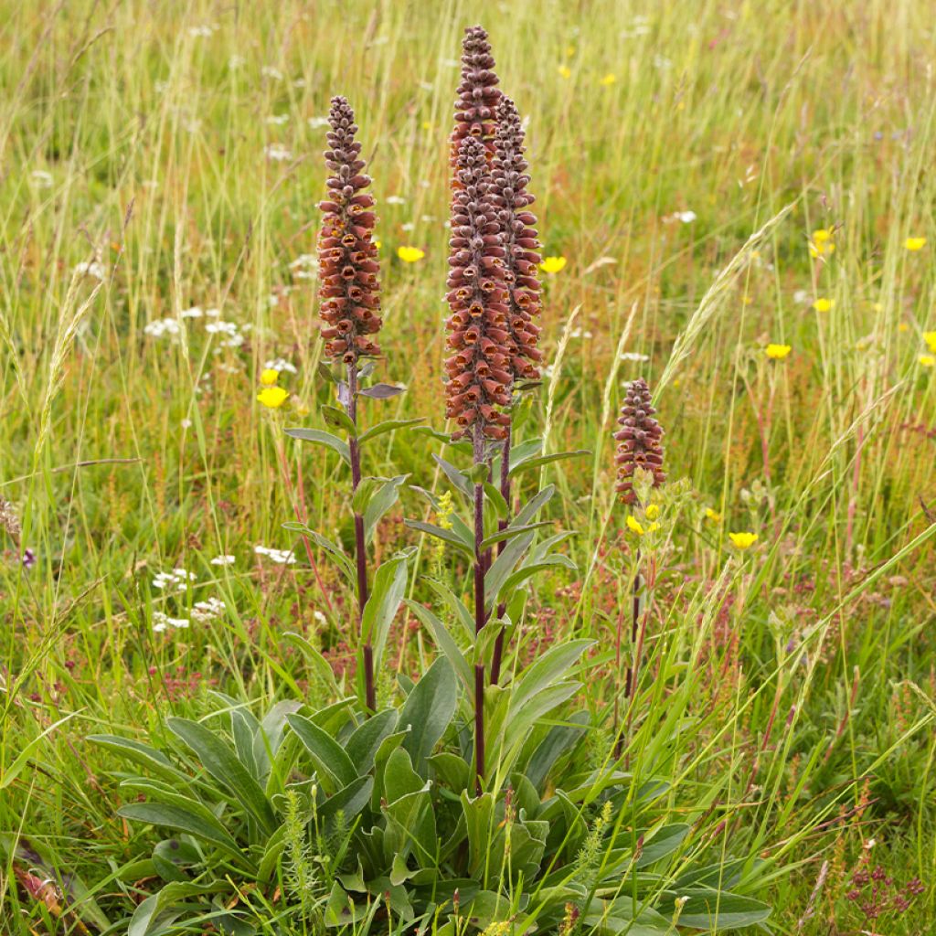 Digitalis parviflora - Dedalera de flores pequeñas