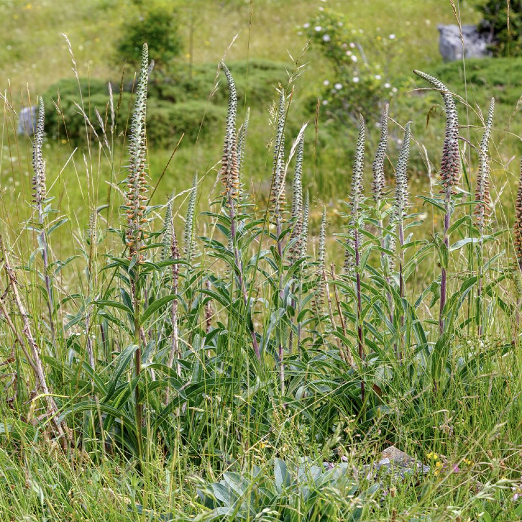 Digitalis parviflora - Dedalera de flores pequeñas