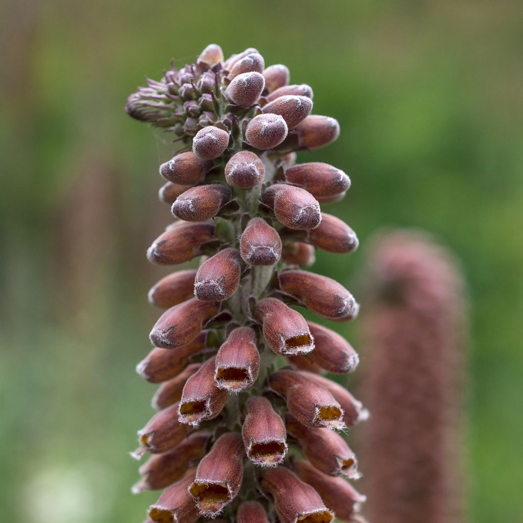 Digitalis parviflora - Dedalera de flores pequeñas