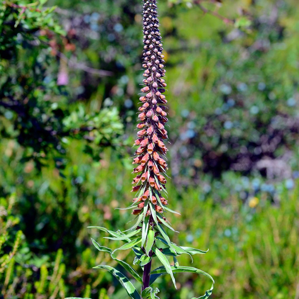 Digitalis parviflora - Dedalera de flores pequeñas