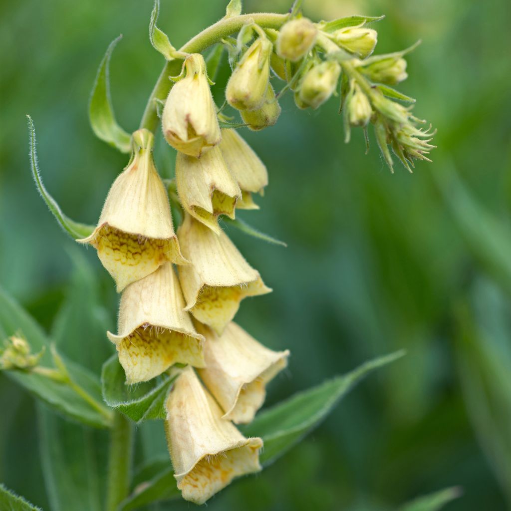 Digitalis grandiflora - Dedalera de grandes flores