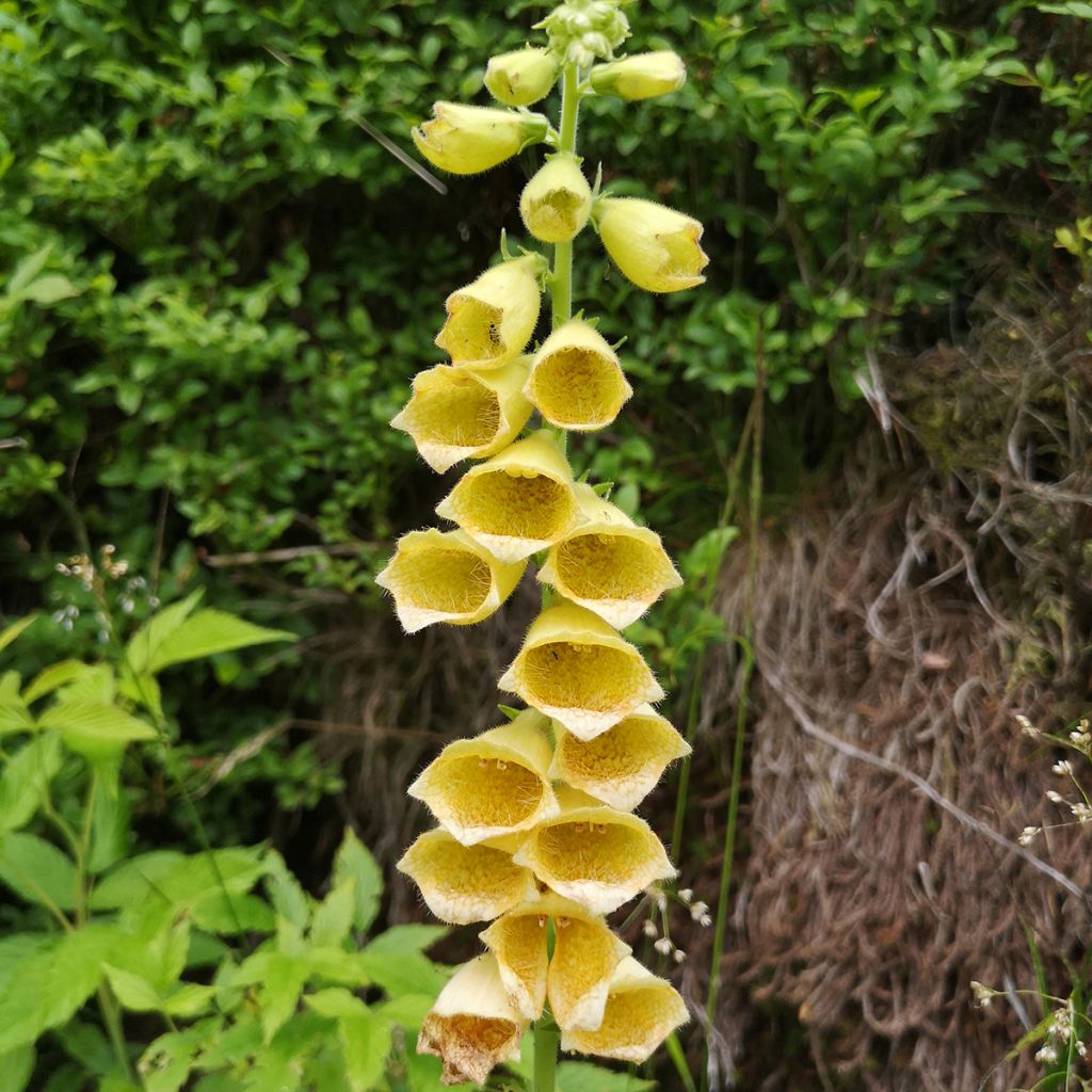 Digitalis grandiflora - Dedalera de grandes flores