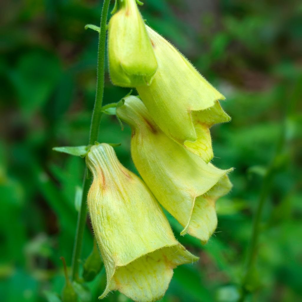 Digitalis grandiflora - Dedalera de grandes flores