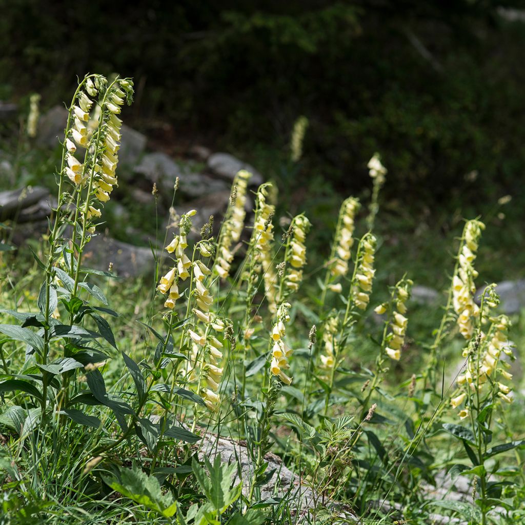 Digitalis grandiflora - Dedalera de grandes flores