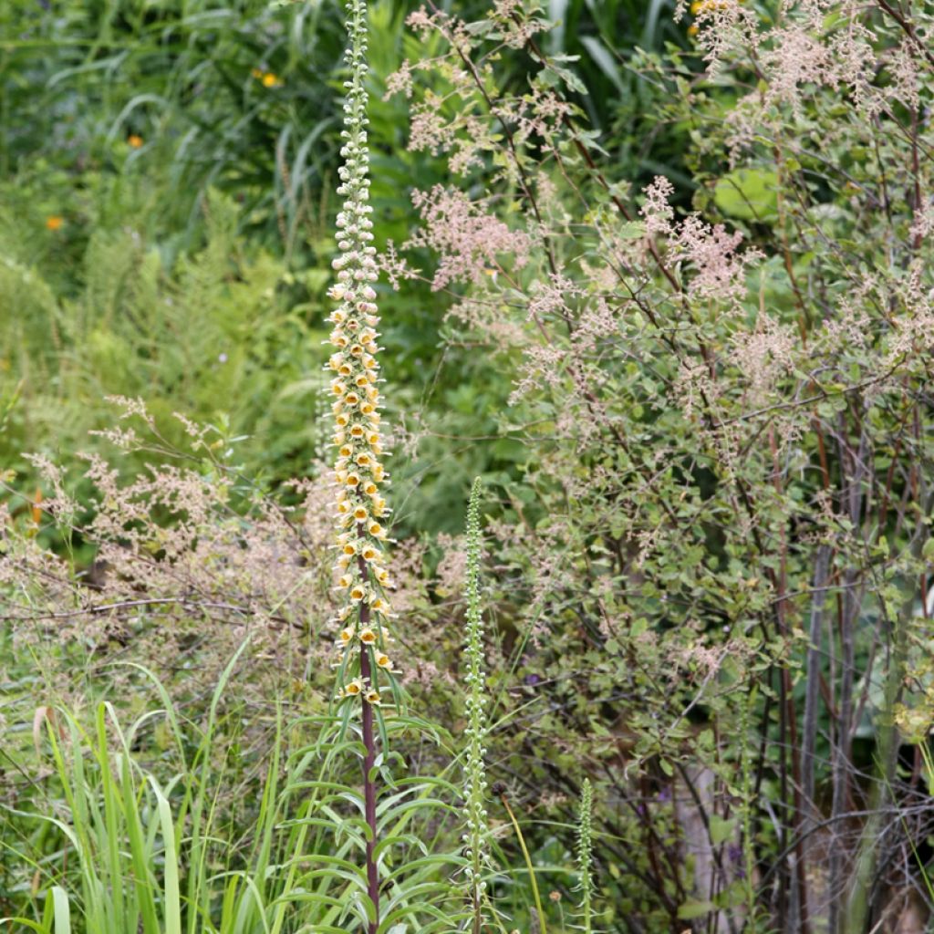 Digitalis ferruginea Gigantea - Digital roja