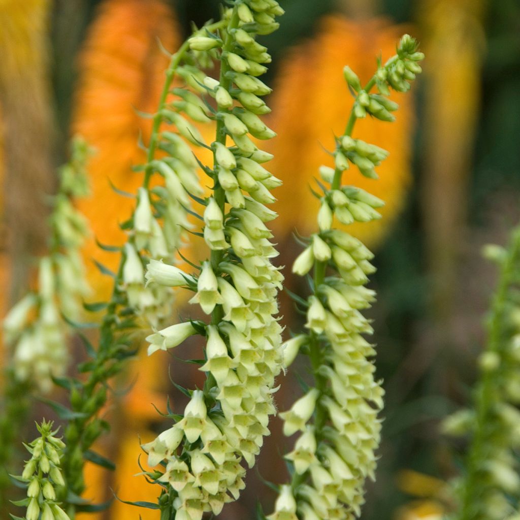 Digitalis lutea - Dedalera amarilla