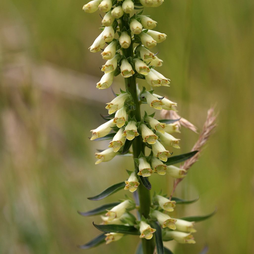 Digitalis lutea - Dedalera amarilla