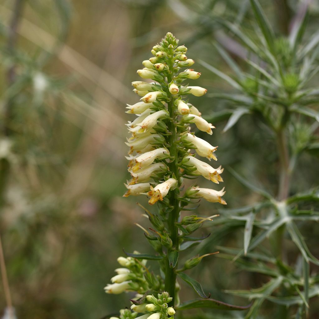 Digitalis lutea - Dedalera amarilla