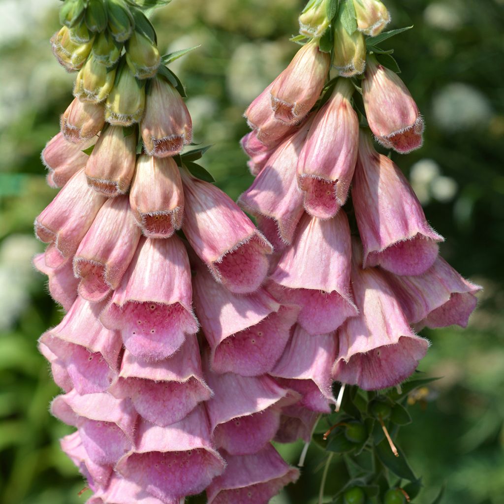 Digitalis mertonensis Summer King - Dedalera