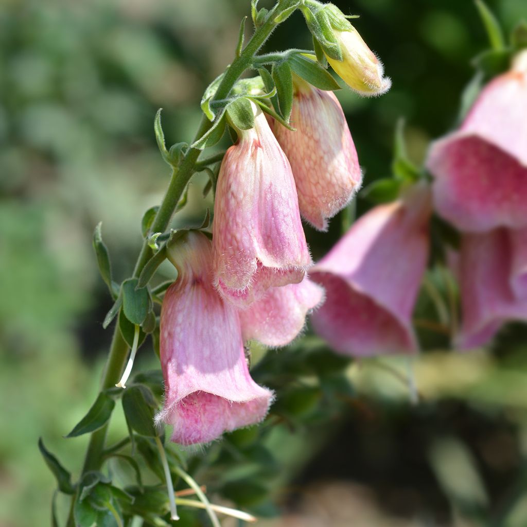 Digitalis mertonensis Summer King - Dedalera