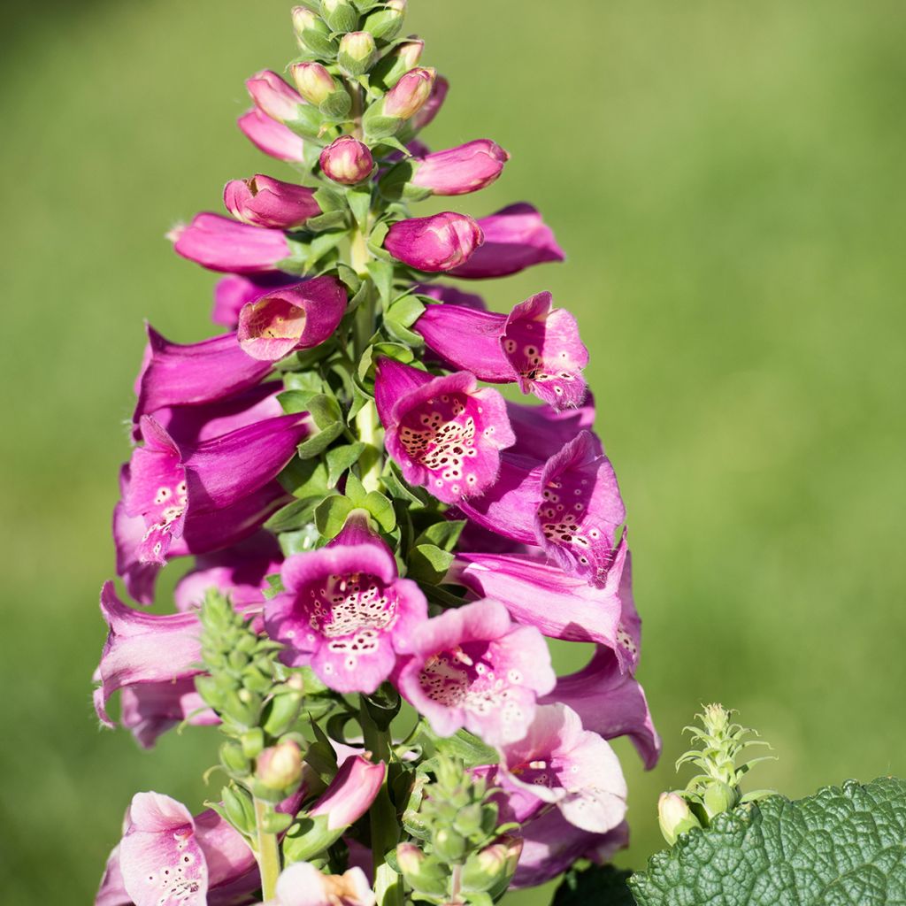 Digitalis purpurea Camelot Rose