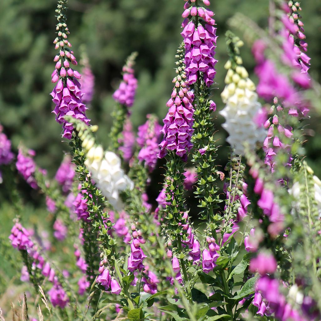 Digitalis purpurea