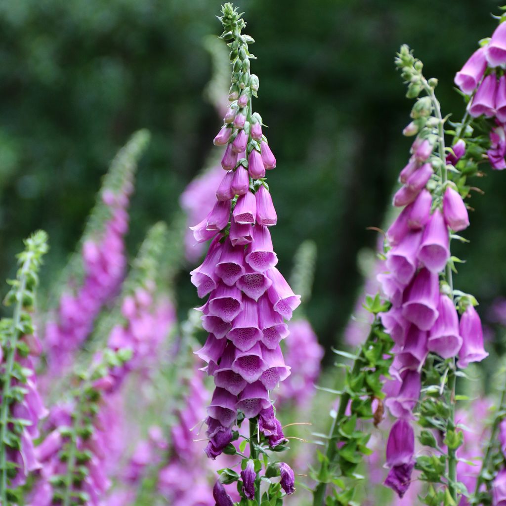 Digitalis purpurea