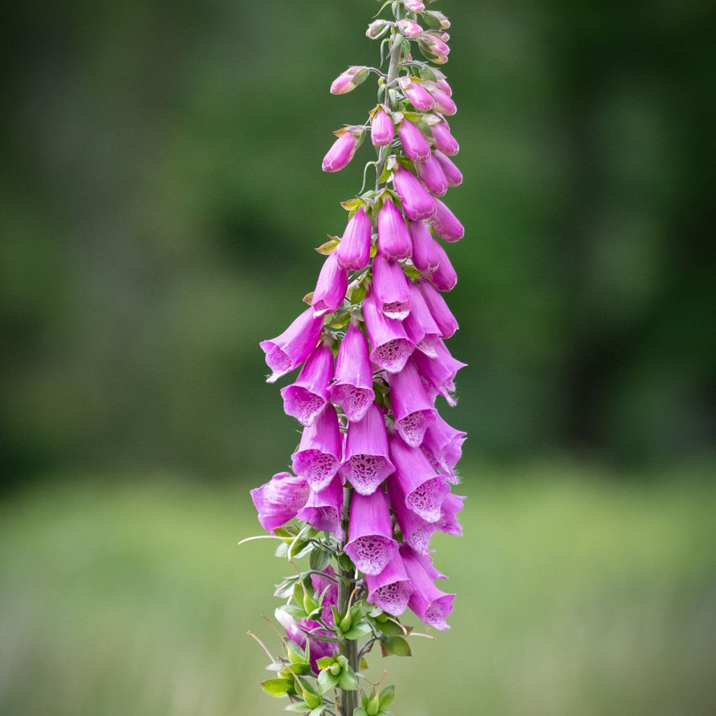 Digitalis purpurea