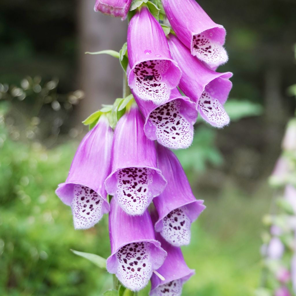 Digitalis purpurea