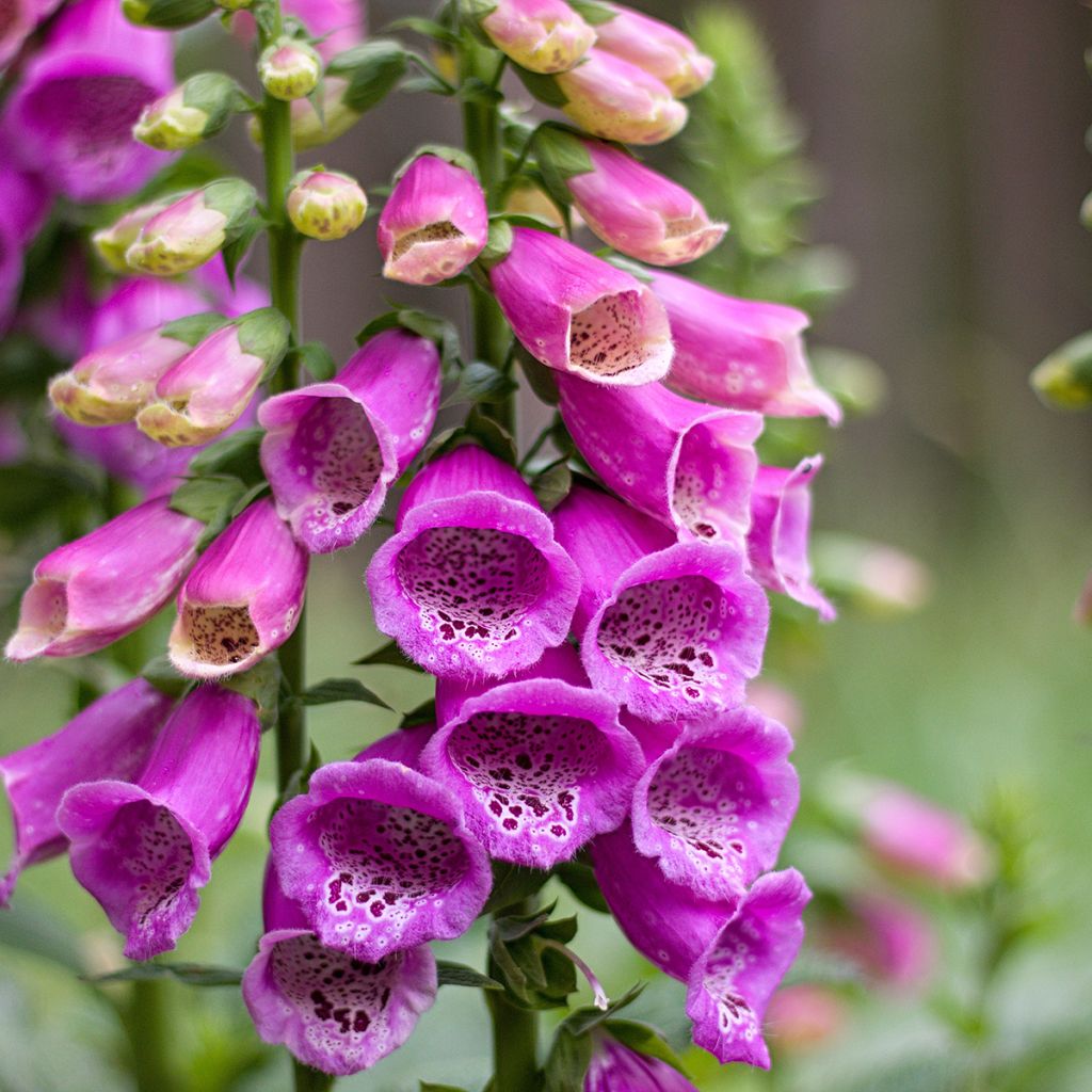 Digitalis purpurea