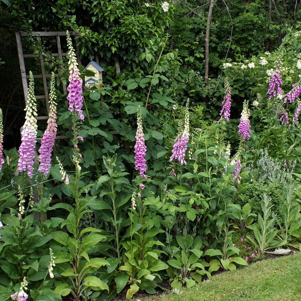 Digitalis purpurea