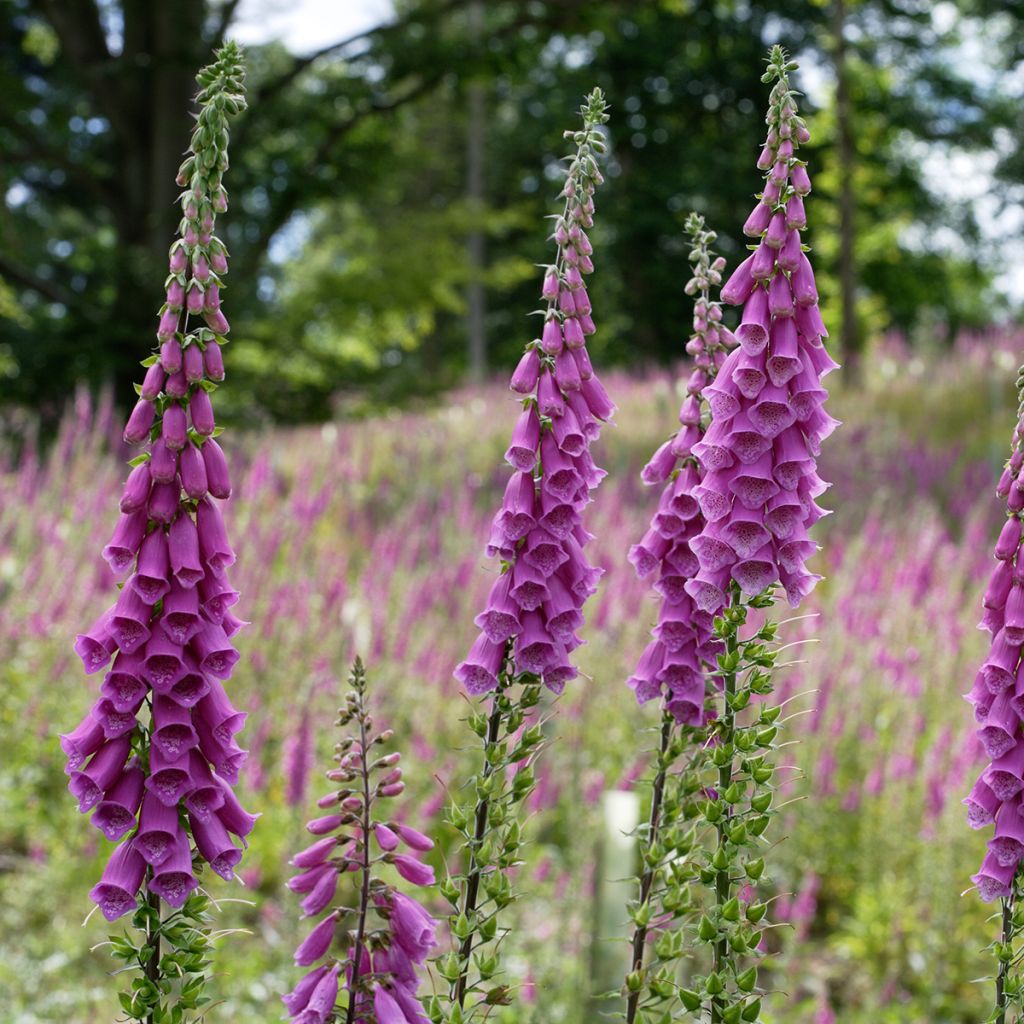 Digitalis purpurea