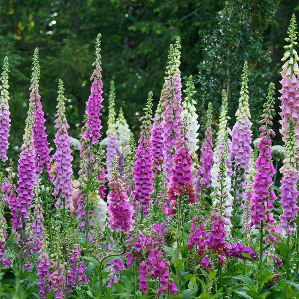 Digitalis purpurea