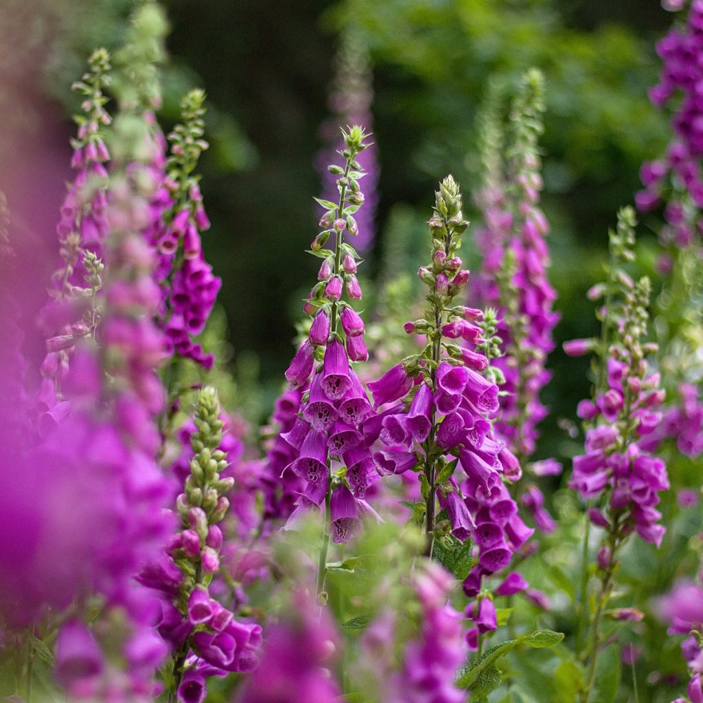 Digitalis purpurea