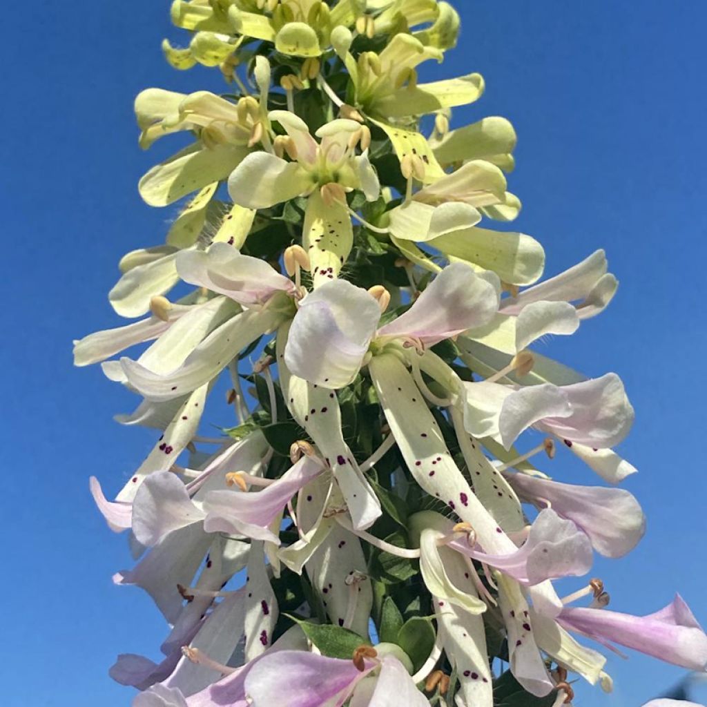 Digitalis Apple Blossom - Digital