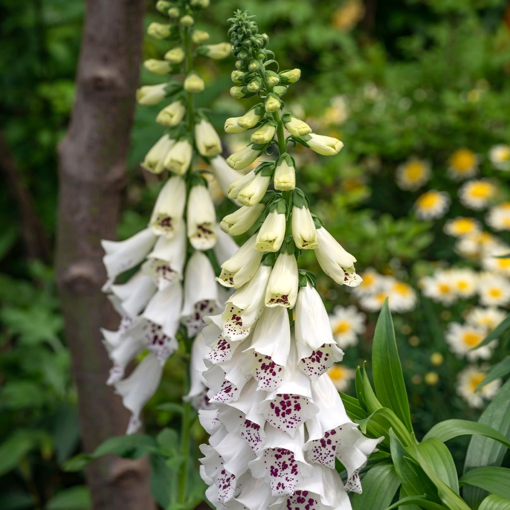 Digitalis purpurea Dalmatian White F1