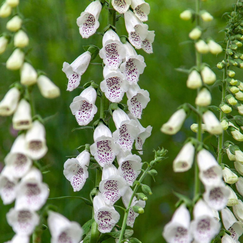 Digitalis purpurea Dalmatian White F1