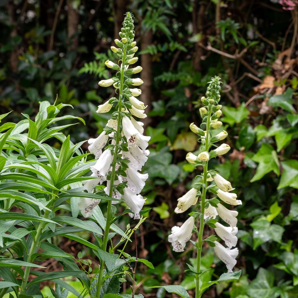 Digitalis purpurea Dalmatian White F1