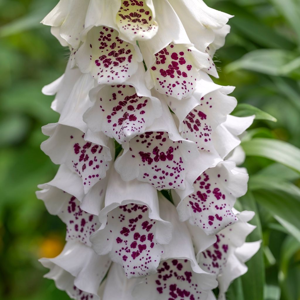 Digitalis purpurea Dalmatian White F1