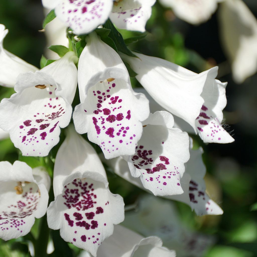 Digitalis purpurea Dalmatian White F1