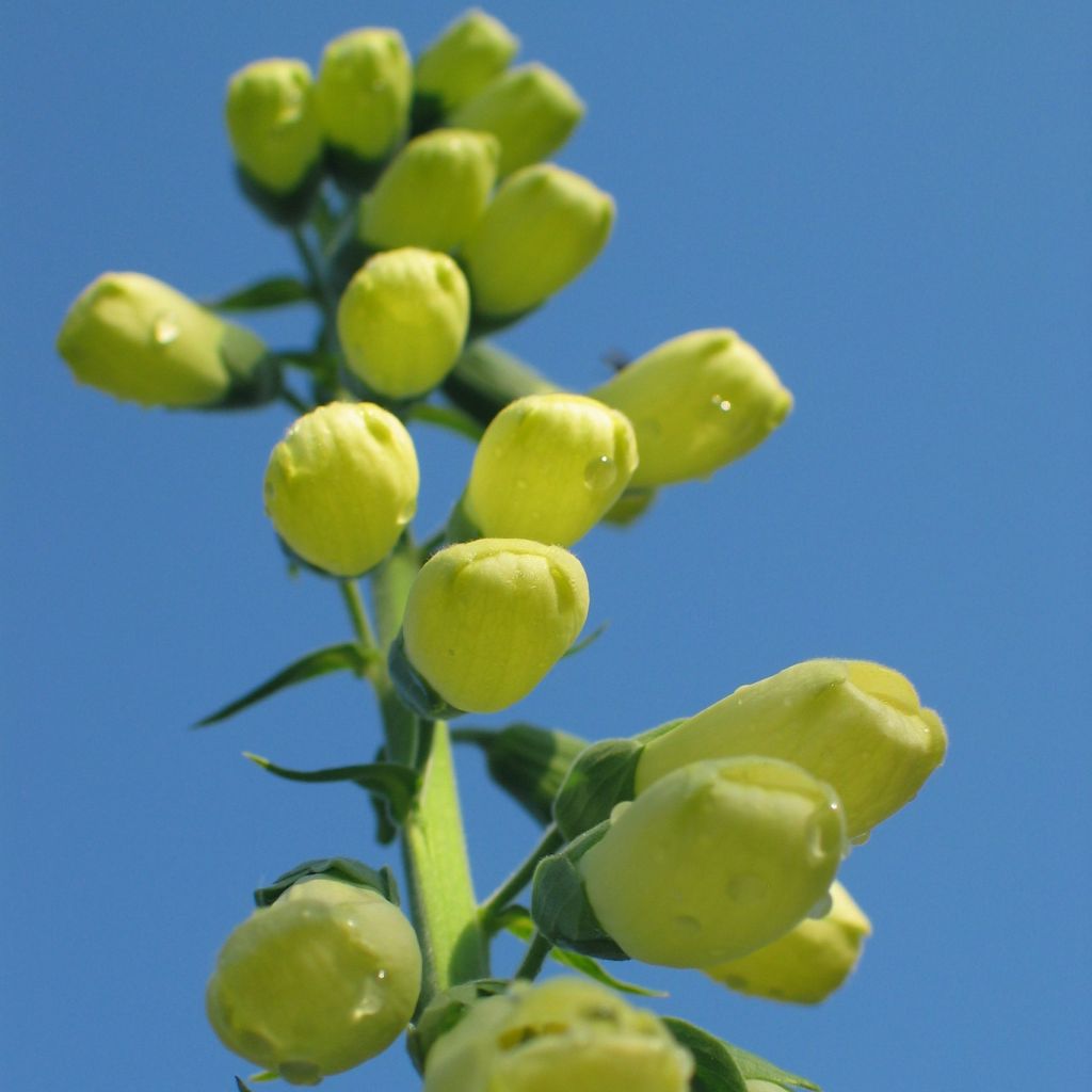 Digitale, Digitalis ciliata