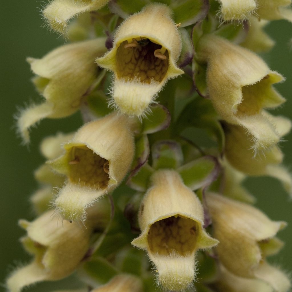 Digitalis ferruginea Gigantea - Digital roja