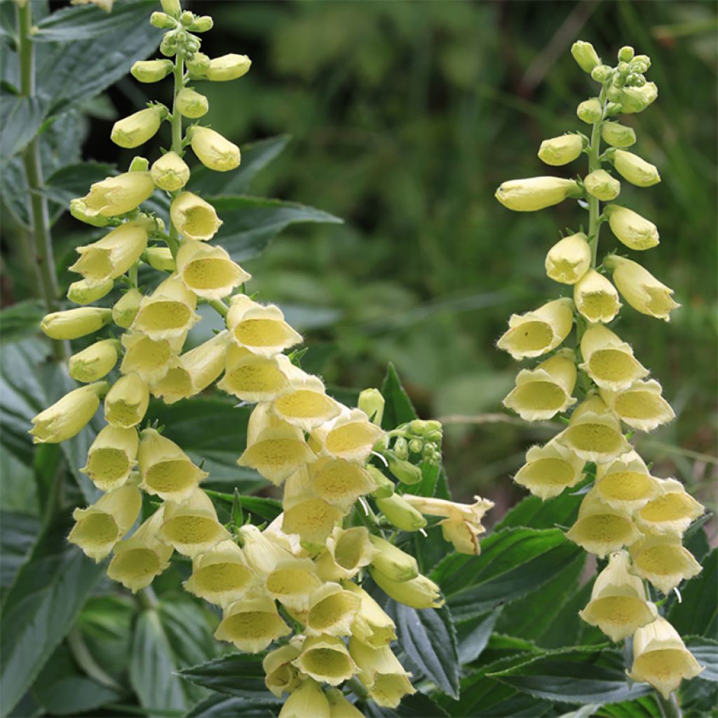 Digitale à grandes fleurs jaune pâle - Digitalis grandiflora