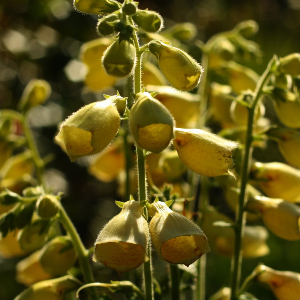 Digitale à grandes fleurs jaune pâle - Digitalis grandiflora