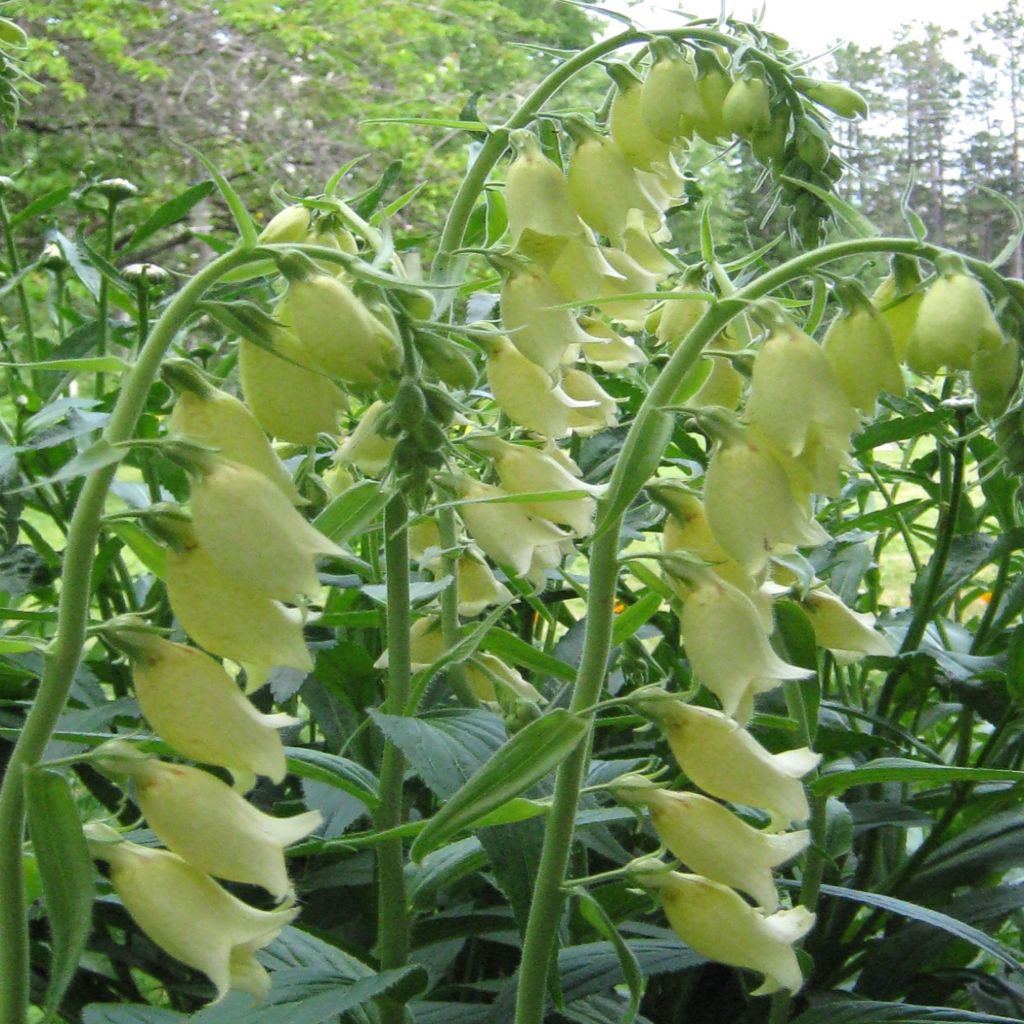 Digitale à grandes fleurs jaune pâle - Digitalis grandiflora