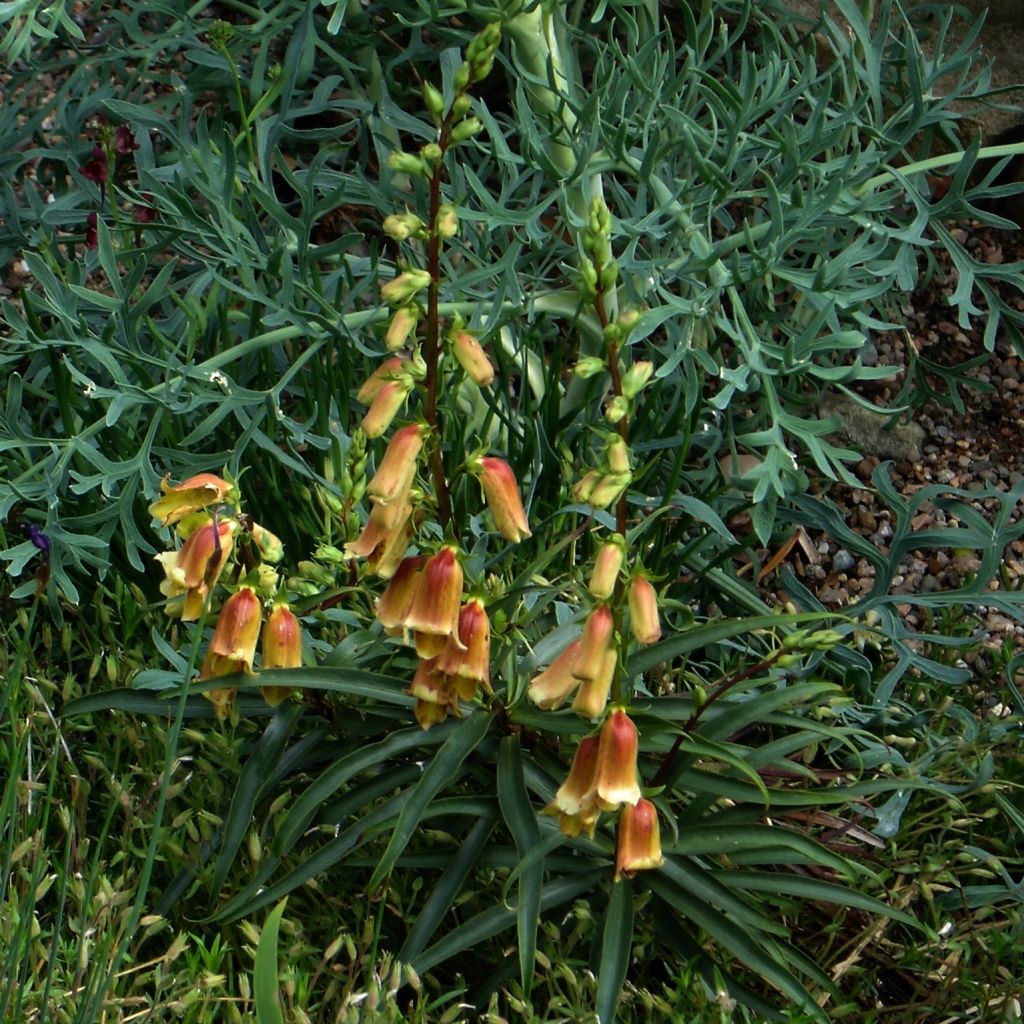 Digitale, Digitalis obscura