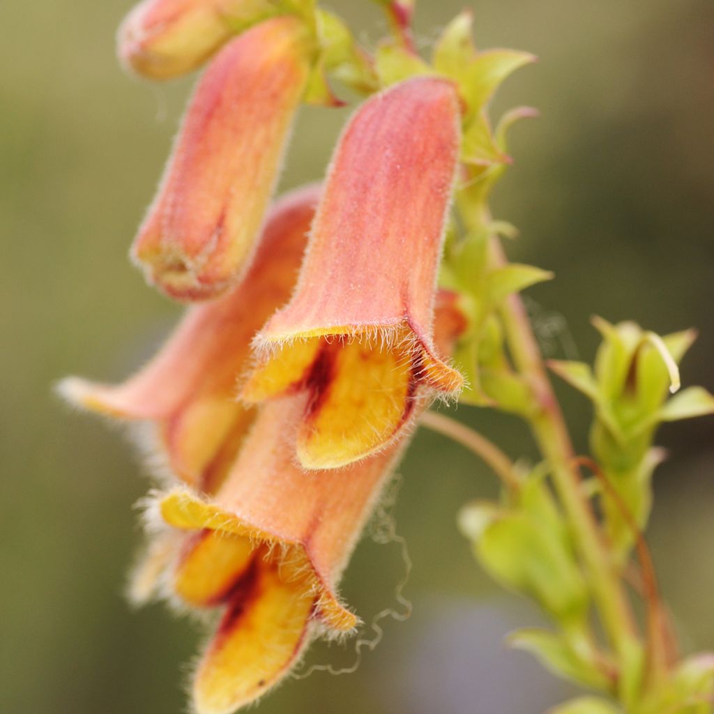 Digitalis obscura - Corregoa