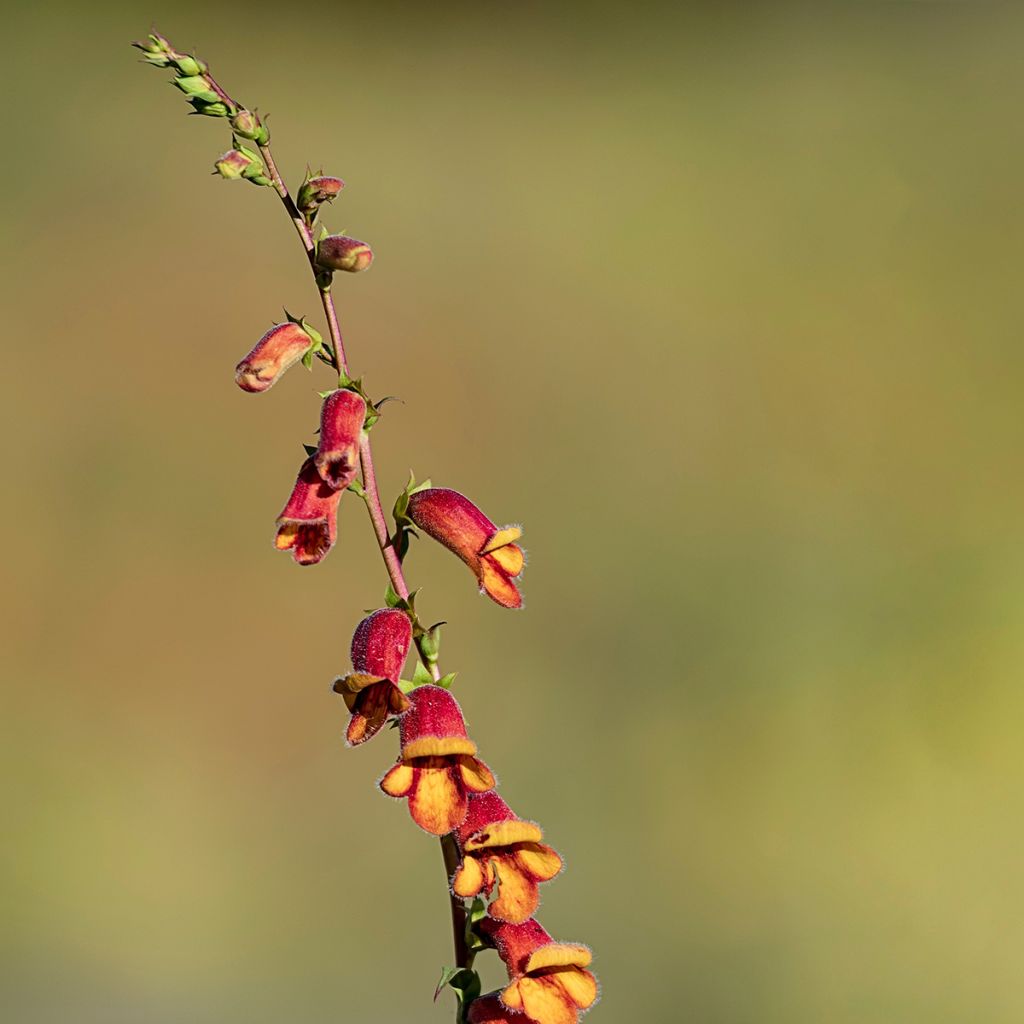 Digitalis obscura - Corregoa