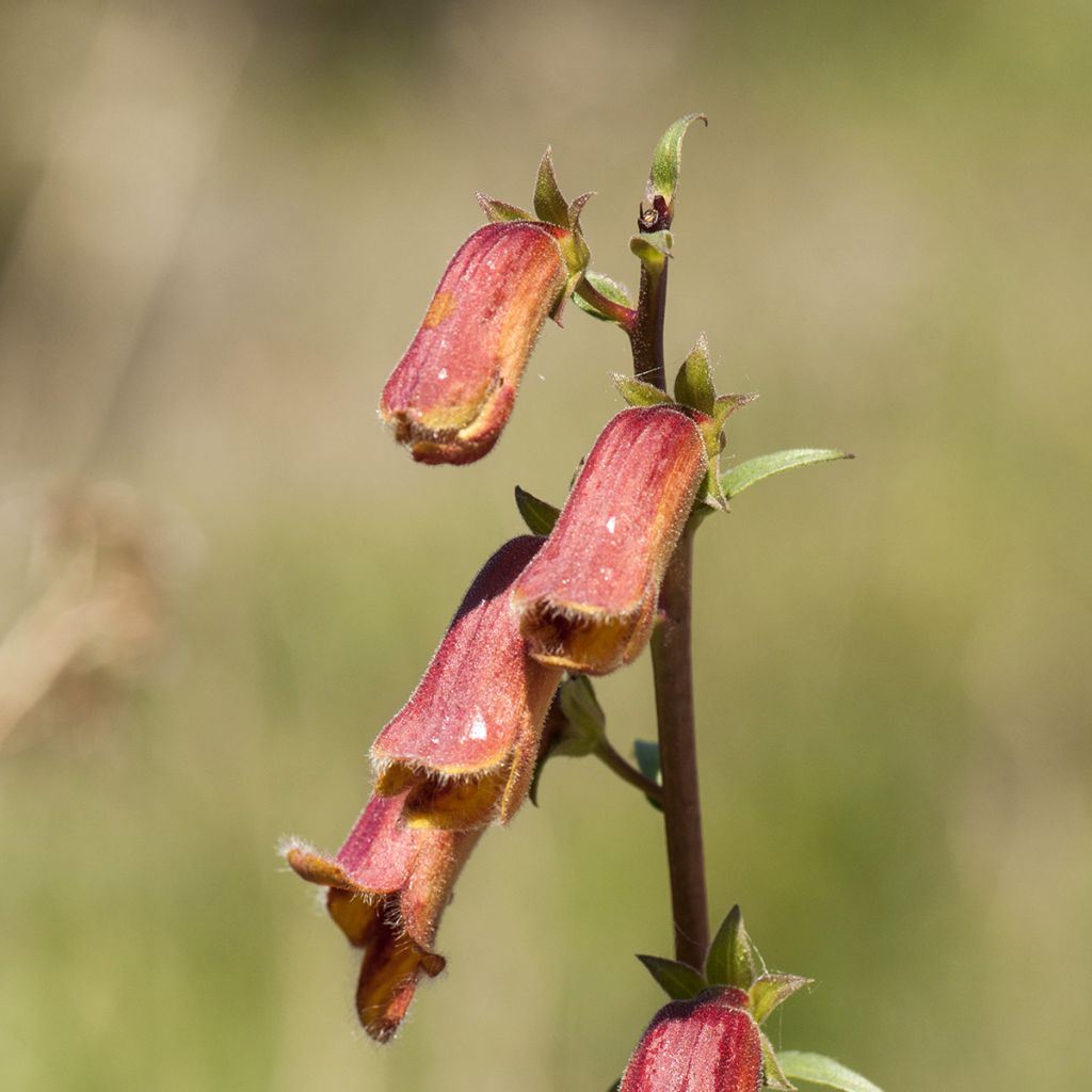 Digitalis obscura - Corregoa