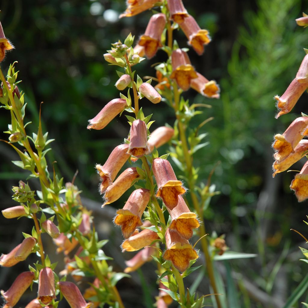 Digitalis obscura - Corregoa