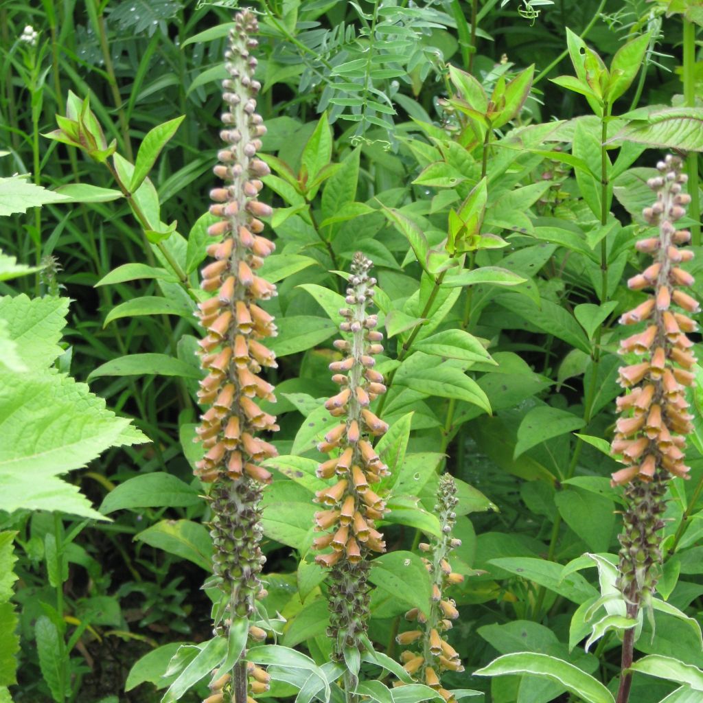 Digitale, Digitalis parviflora