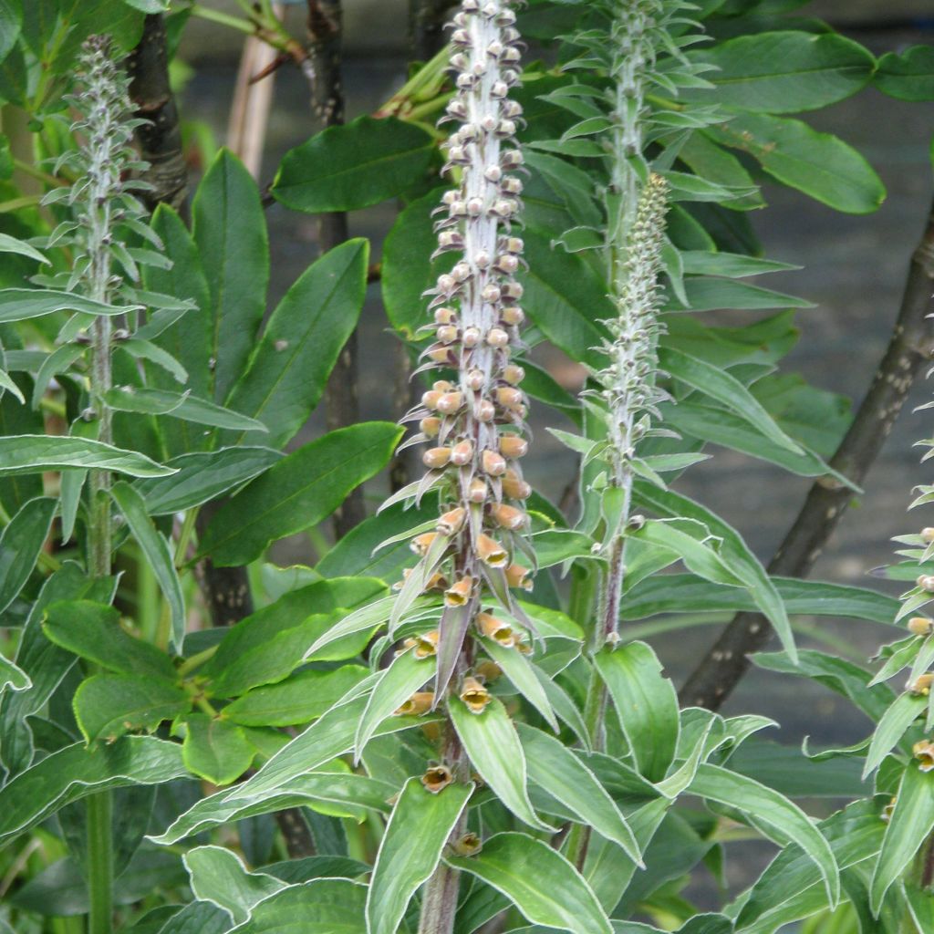 Digitale, Digitalis parviflora