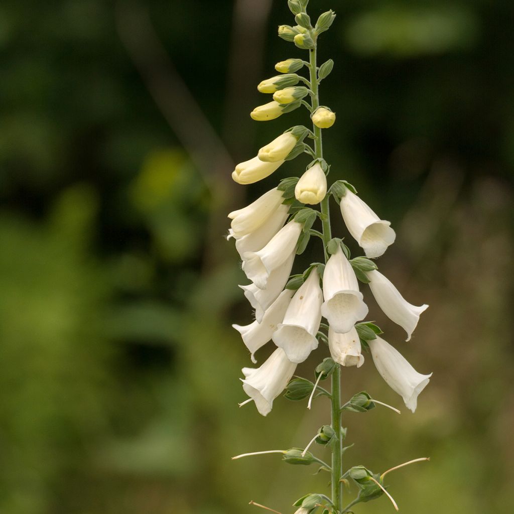 Digitalis purpurea Alba