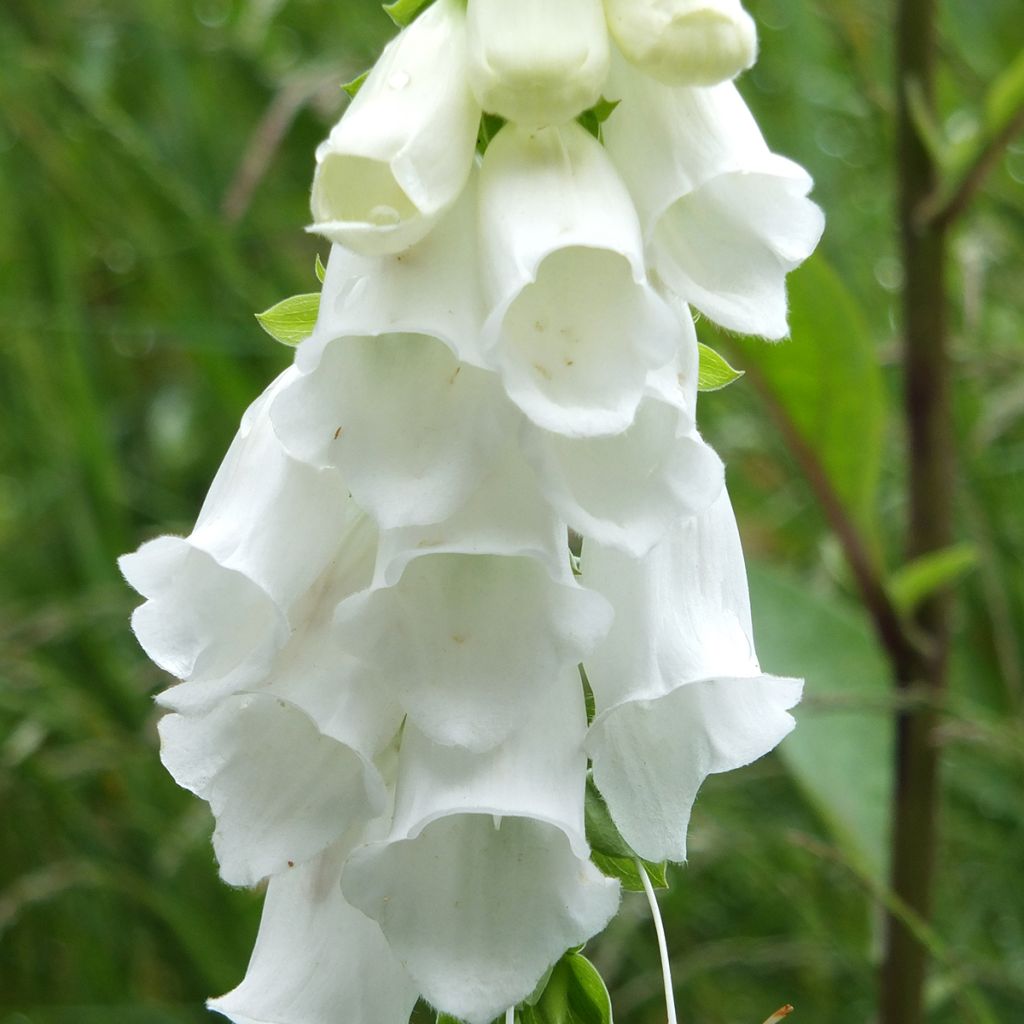 Digitalis purpurea Alba