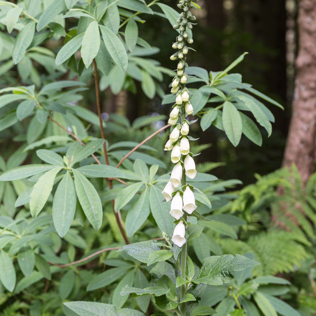 Digitalis purpurea Alba