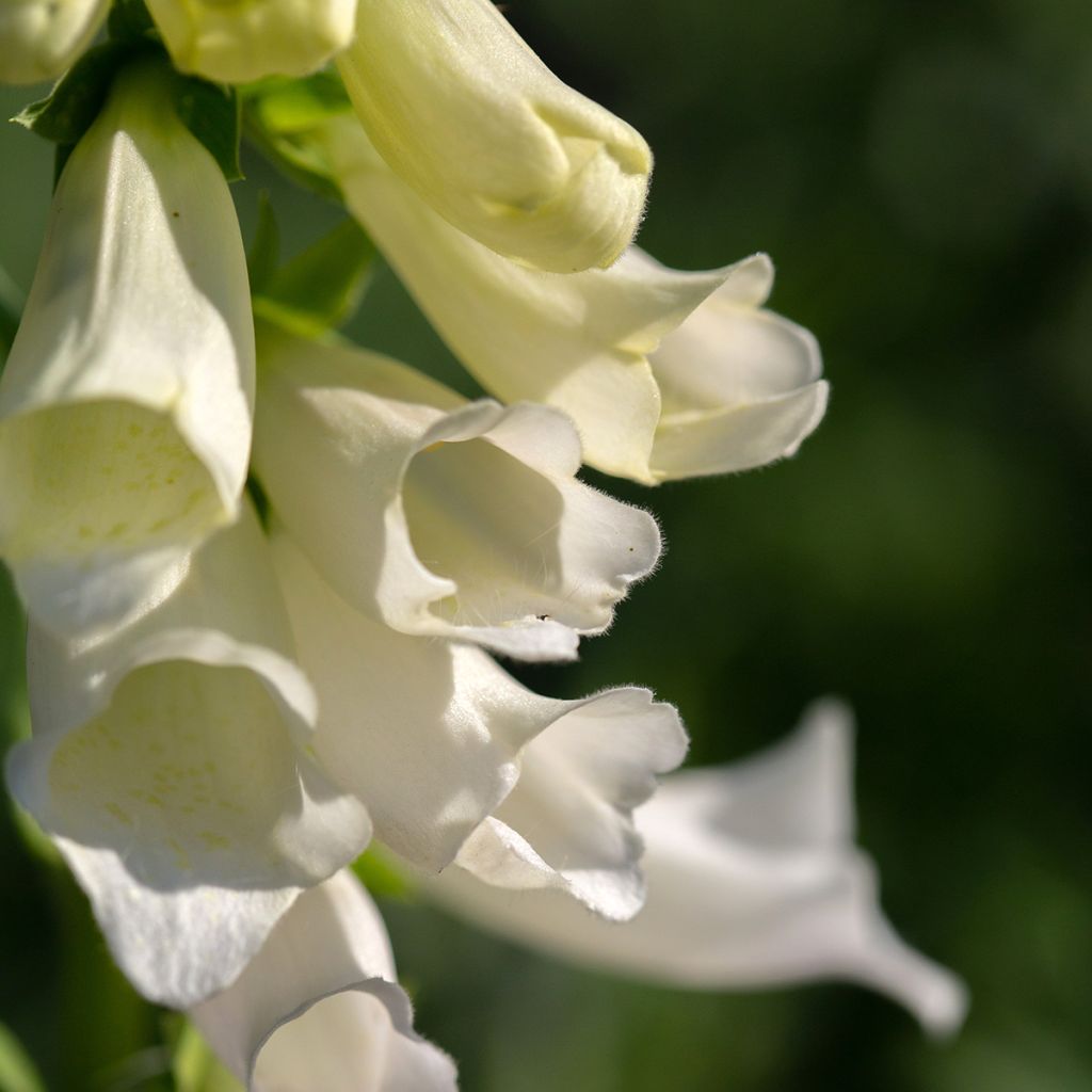 Digitalis purpurea Alba